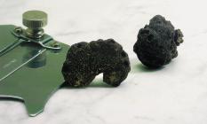  The black Istrian truffle - Tuber aestivum