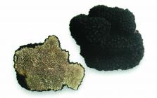  The black Istrian truffle - Tuber aestivum