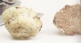  The white Istrian truffle - Tuber magnatum pico