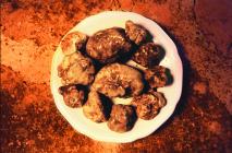  Istrian truffes on a plate